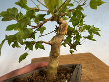 Load image into Gallery viewer, Trident Maple 017
