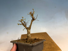 Load image into Gallery viewer, Zelkova, Japanese Grey Bark Elm 005
