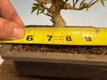 Load image into Gallery viewer, Trident Maple 018
