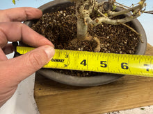 Load image into Gallery viewer, Zelkova, Japanese Import 003
