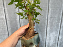 Load image into Gallery viewer, Trident Maple #45
