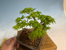 Load image into Gallery viewer, Shishigashira Japanese Maple 007
