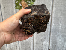 Load image into Gallery viewer, Trident Maple #1
