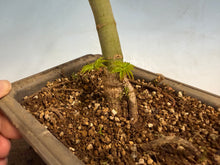 Load image into Gallery viewer, Shishigashira Japanese Maple 007
