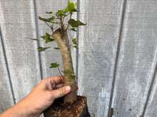 Load image into Gallery viewer, Trident Maple #8
