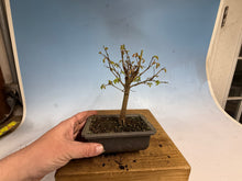 Load image into Gallery viewer, Zelkova, Japanese Grey Bark Elm 011
