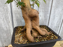 Load image into Gallery viewer, Trident Maple #49
