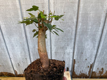 Load image into Gallery viewer, Trident Maple #1
