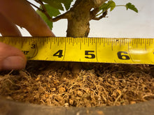 Load image into Gallery viewer, Trident Maple 022
