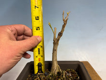 Load image into Gallery viewer, Japanese Wisteria 005
