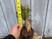 Load image into Gallery viewer, Japanese Crepe Myrtle #1
