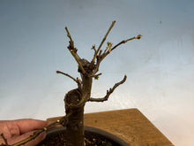 Load image into Gallery viewer, Chinese Quince 004

