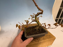 Load image into Gallery viewer, Japanese Maple 003

