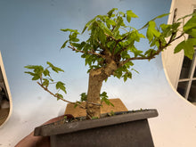Load image into Gallery viewer, Trident Maple 008
