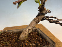 Load image into Gallery viewer, Japanese Flowering Crab Apple, 004

