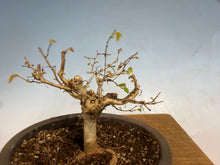 Load image into Gallery viewer, Zelkova, Japanese Import 003
