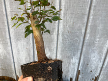 Load image into Gallery viewer, Trident Maple #9
