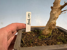 Load image into Gallery viewer, Trident Maple 004

