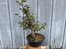 Load image into Gallery viewer, Korean Hornbeam, Carpinus Koreana
