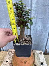 Load image into Gallery viewer, Chinese Elm #4
