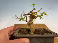 Load image into Gallery viewer, Trident Maple 006
