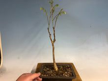 Load image into Gallery viewer, Japanese Wisteria 006
