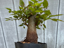 Load image into Gallery viewer, Zelkova, Japanese Grey Bark Elm #22
