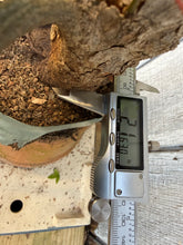 Load image into Gallery viewer, Trident Maple #39
