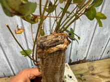 Load image into Gallery viewer, Trident Maple #26

