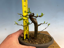 Load image into Gallery viewer, Chinese Quince 008

