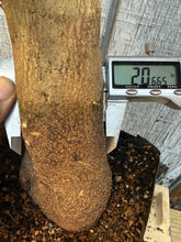 Load image into Gallery viewer, Trident Maple #12
