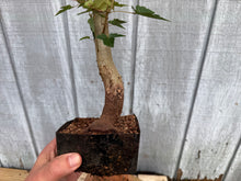 Load image into Gallery viewer, Trident Maple #30

