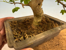 Load image into Gallery viewer, Trident Maple 017

