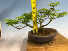 Load image into Gallery viewer, Shishigashira Japanese Maple 019

