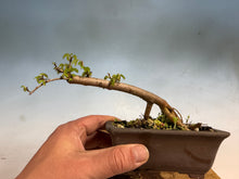 Load image into Gallery viewer, Chinese Elm-Root Cutting 002
