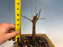 Load image into Gallery viewer, Dawn Redwood 001
