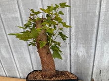 Load image into Gallery viewer, Trident Maple #35
