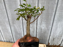 Load image into Gallery viewer, Zelkova, Japanese Grey Bark Elm #4
