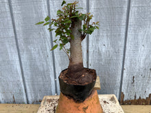 Load image into Gallery viewer, Zelkova, Japanese Grey Bark Elm #20
