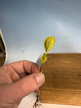 Load image into Gallery viewer, Japanese Gardenia Bare Root
