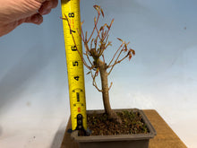 Load image into Gallery viewer, Japanese Maple 002
