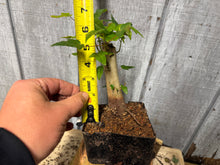 Load image into Gallery viewer, Trident Maple #15
