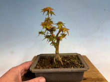 Load image into Gallery viewer, Kotohime Japanese Maple-008
