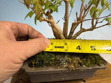 Load image into Gallery viewer, Trident Maple-Shohin Clump 002
