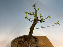 Load image into Gallery viewer, Chinese Quince 007
