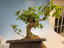 Load image into Gallery viewer, Trident Maple 008
