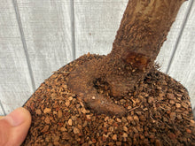 Load image into Gallery viewer, Trident Maple #37
