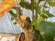 Load image into Gallery viewer, Trident Maple #17
