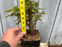 Load image into Gallery viewer, Zelkova, Japanese Grey Bark Elm #8
