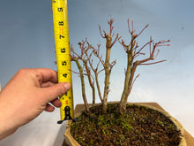 Load image into Gallery viewer, Japanese Maple Forest-Koyo pot-001
